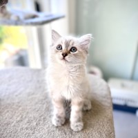 Photo of Olive