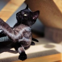 Photo of Decker   In Foster Care In Northcote