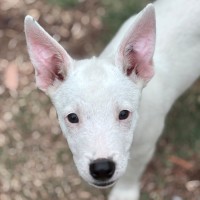 Photo of Goose