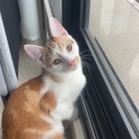 Photo of Maple And Murky