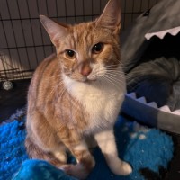 Photo of Ginja Ninja 🥷 