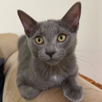 Photo of Mystery Saja