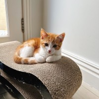Photo of Pumpkin
