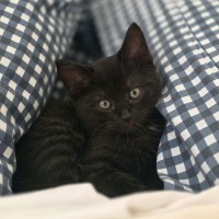 Photo of Meatball, Ziggy, Oreo & Chip