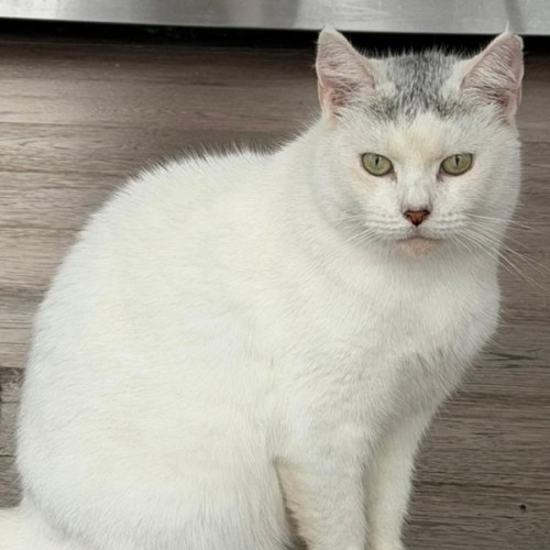 Arya - Domestic Short Hair (DSH) Cat