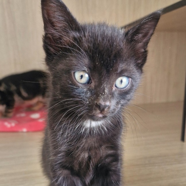 Photo of C1525 Dahlia