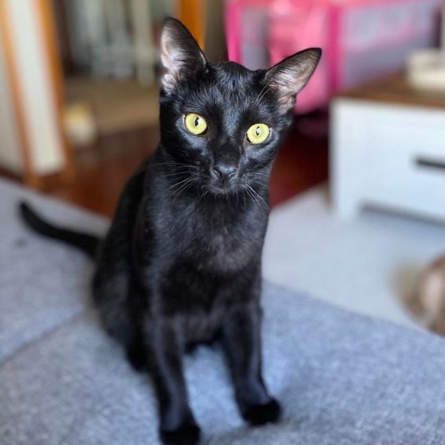 Photo of Jax