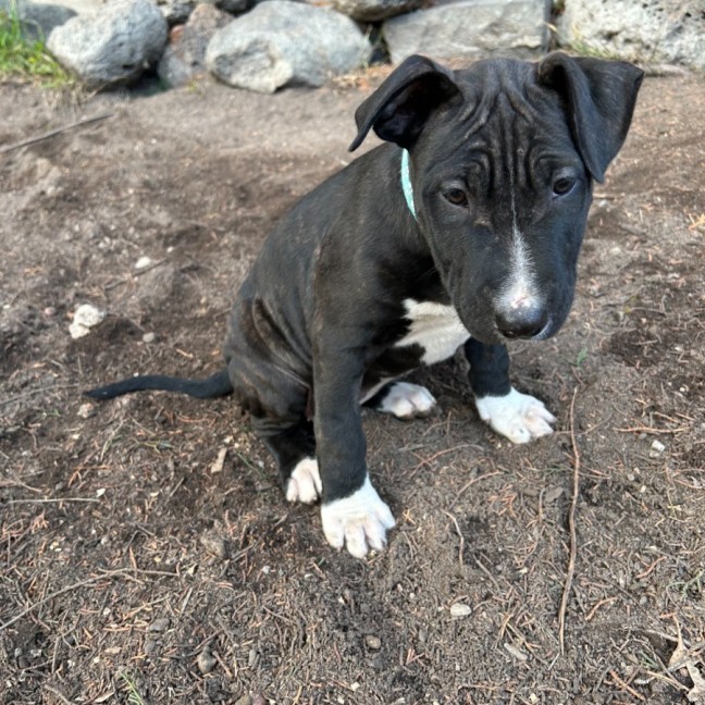 Photo of Tempranillo