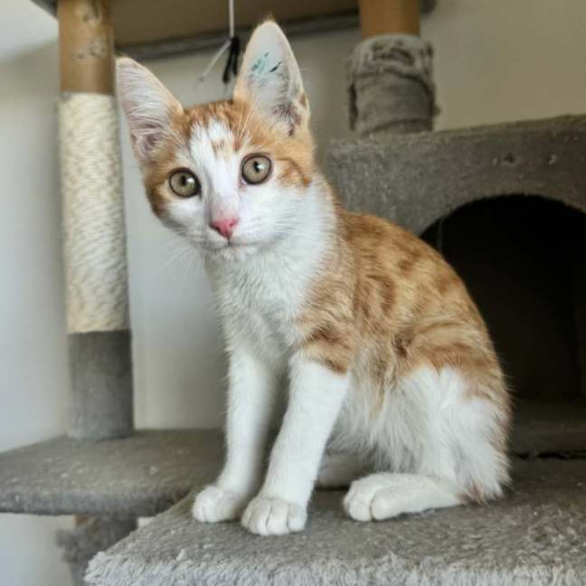Photo of Nacho