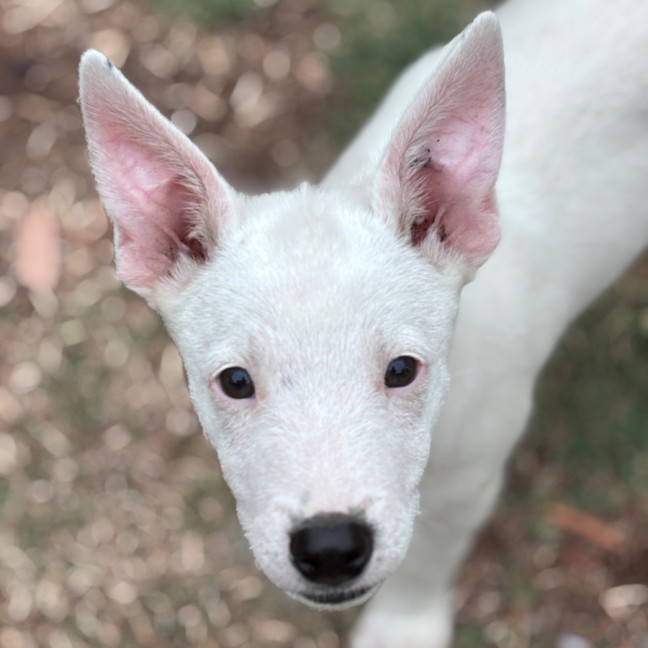 Photo of Goose