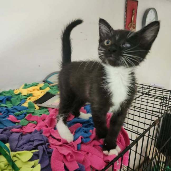 Photo of Angel