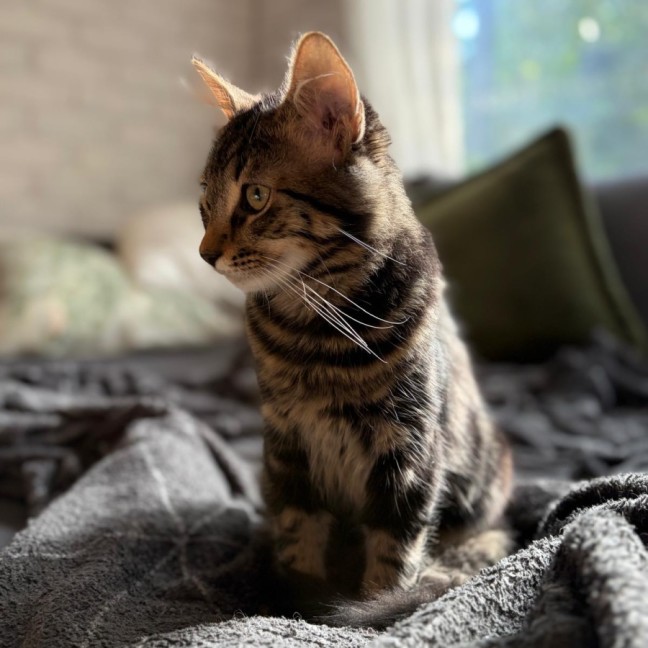 Photo of Dennis 