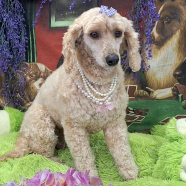Photo of Dolly