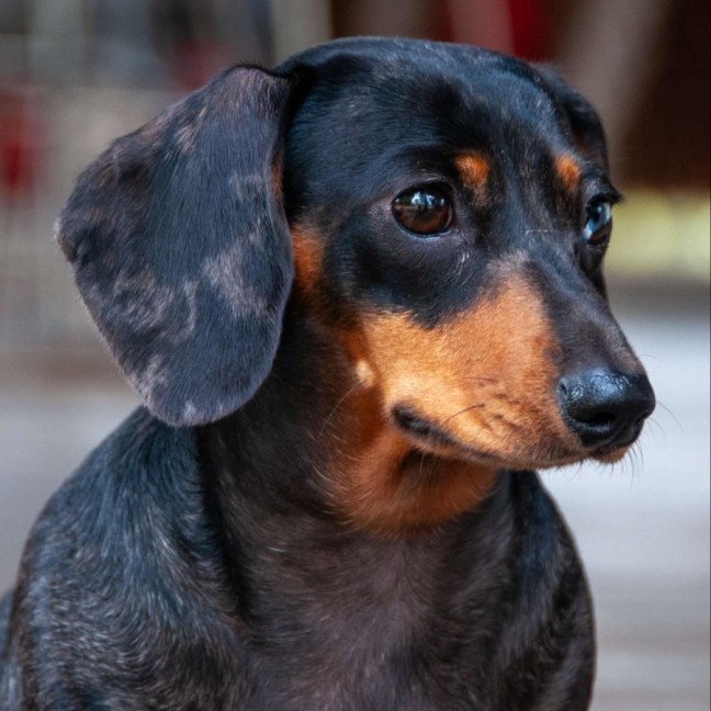Photo of Nala