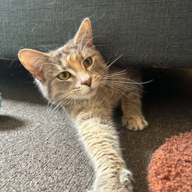 Photo of Lemon 🍋