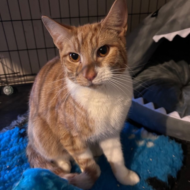 Photo of Ginja Ninja 🥷 