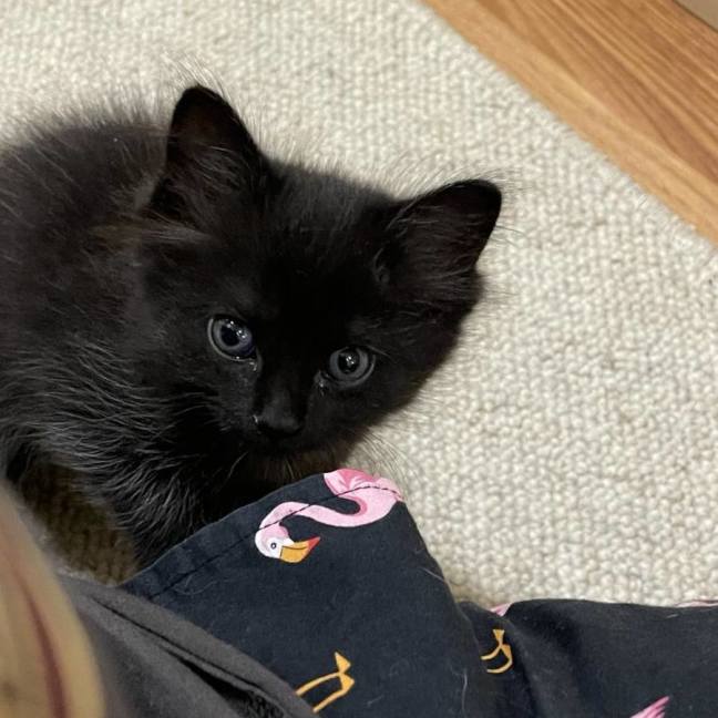 Photo of Nova