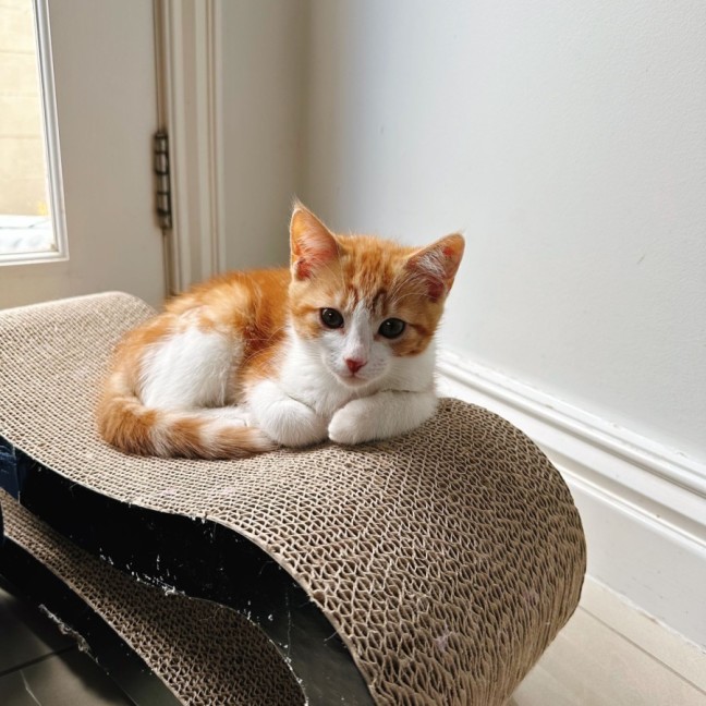 Photo of Pumpkin