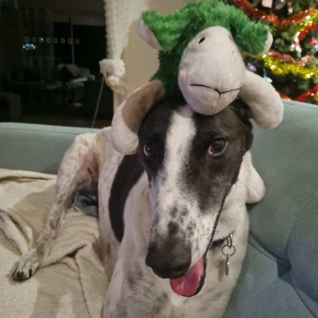 Photo of Maxie, The Greyhound