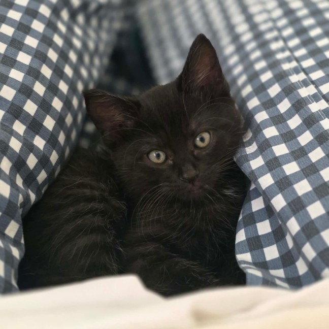 Photo of Meatball, Ziggy, Oreo & Chip