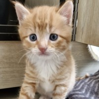 Photo of C1337 Robin