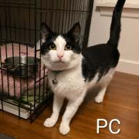 Photo of Patch & Pc