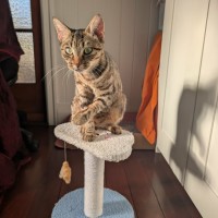 Photo of Cleopatra