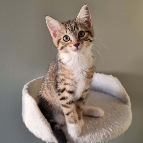 Bindy  - Domestic Short Hair (DSH) Cat