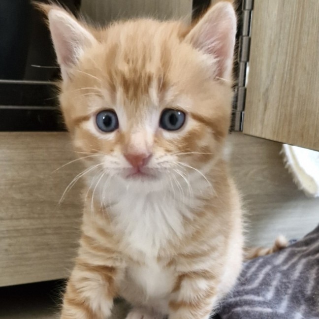 Photo of C1337 Robin