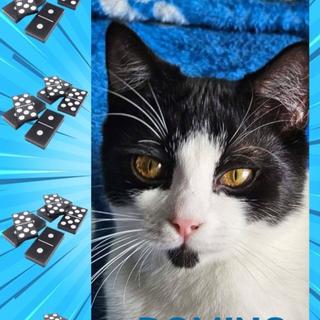 Photo of Domino 
