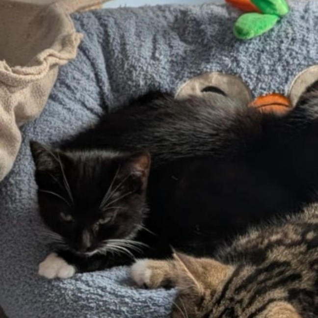 Photo of Stevie ^^Dandy Cat Rescue^^