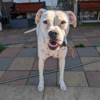 Photo of Luna