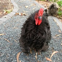 Photo of Ruffles And Puffinstuff The Roosters