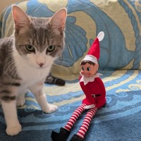 Photo of Chicken Salt