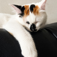 Photo of Willow