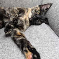 Photo of Dotti