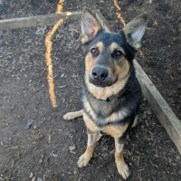 Photo of Joey