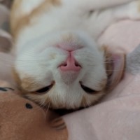 Photo of Ricette (Ricky)