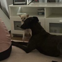 Photo of Scarlett, The Greyhound