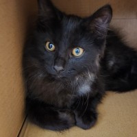 Photo of Memphis ^^Dandy Cat Rescue^^