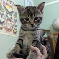 Photo of Pippa