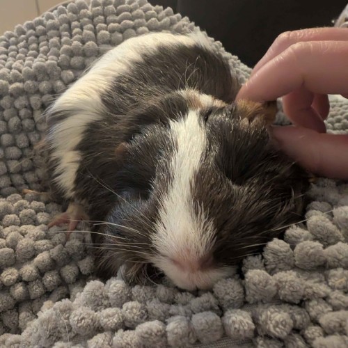 Enola - Smooth Hair Guinea Pig