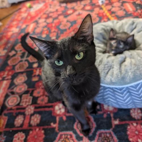 Poppy - Domestic Short Hair (DSH) Cat