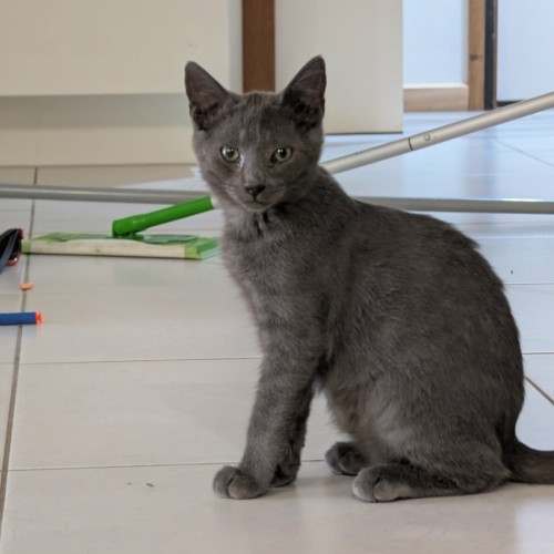 Tokito  - Domestic Short Hair (DSH) Cat