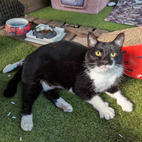 Opal - Domestic Short Hair (DSH) Cat