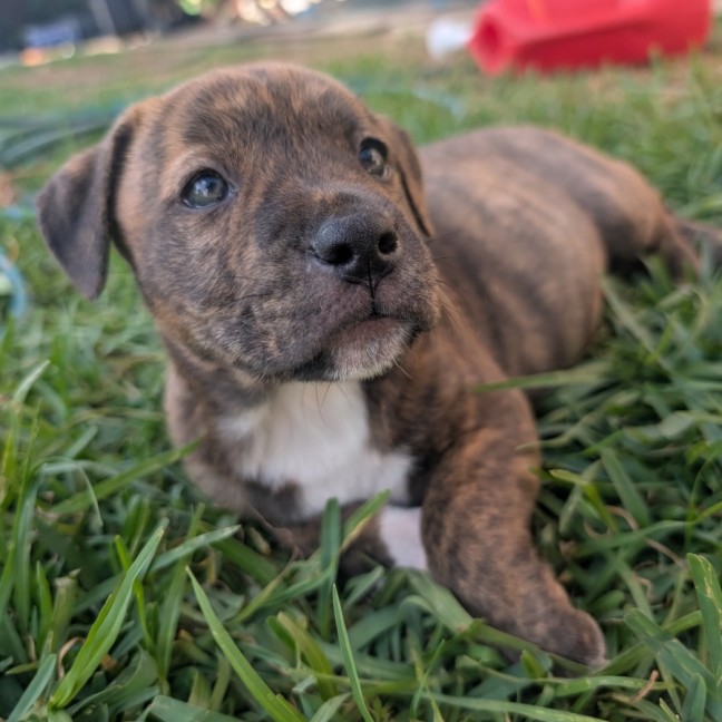 Photo of Nugget