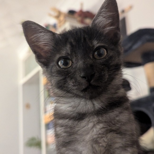 Photo of Odyssia