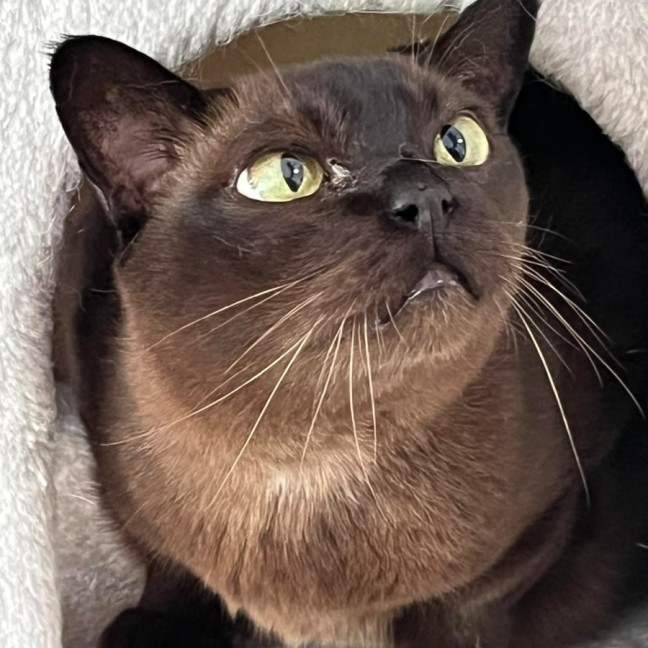 Photo of Willow