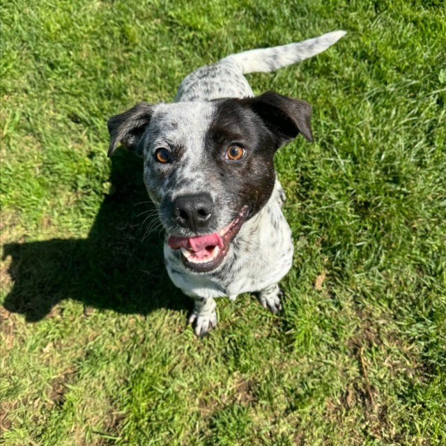 Photo of Basil