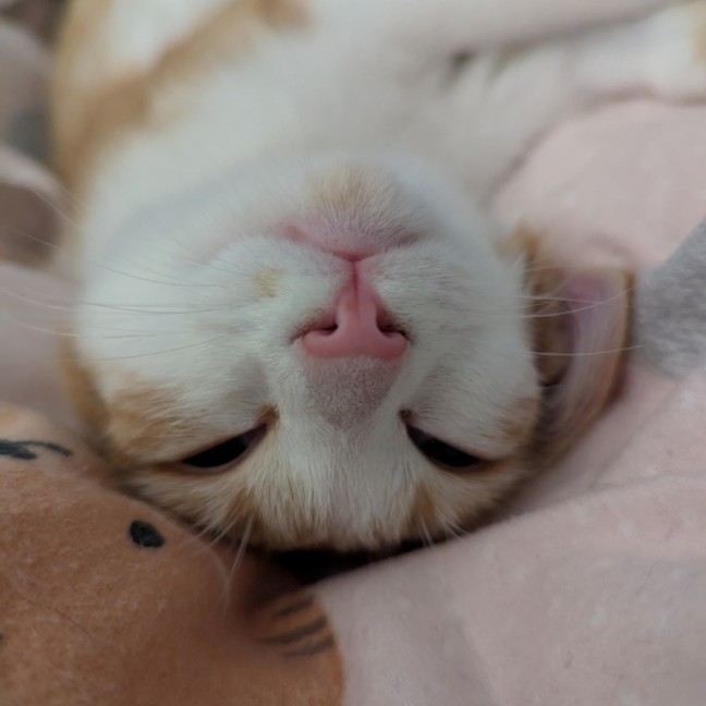 Photo of Ricette (Ricky)